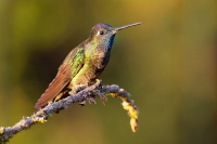 Kolibrik - Eugenes spectabilis - Talamanca Hummingbird o1668